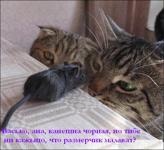 Которозыск, срочно!