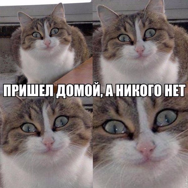 Мохнатые беспредельщики