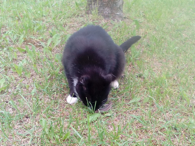 Котовторник 07.06.2016