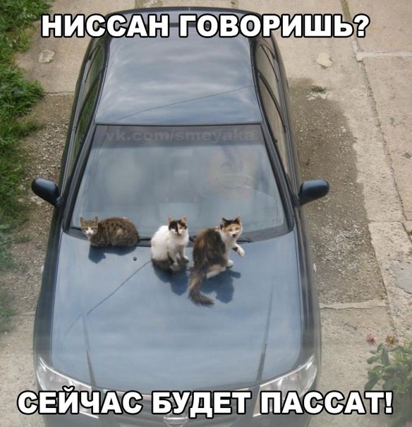Ассорти картинок из сети