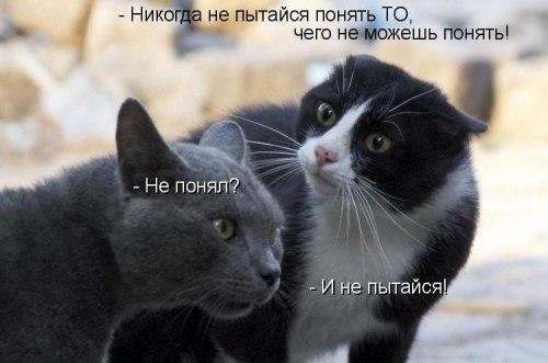 Прикольные животные