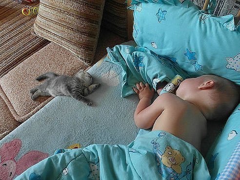 Коты из сети
