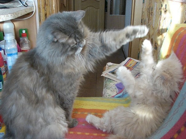 Коты из сети
