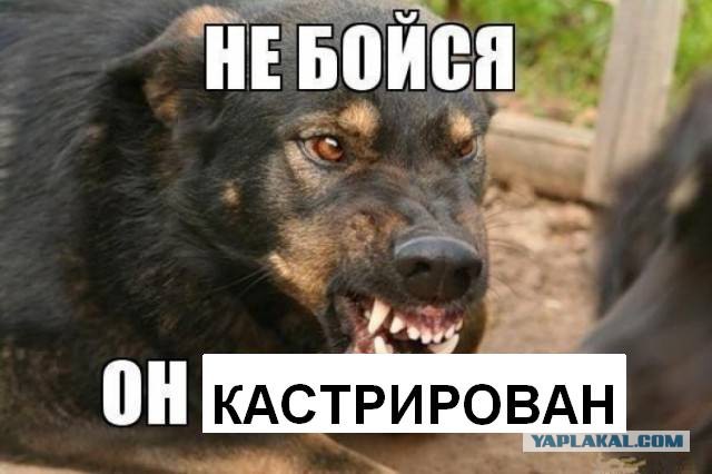 Верховный суд вынес смертный приговор всем бездомным животным России