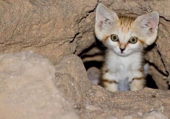 Коты и Кошки