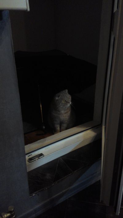 Котовторник 28.03.2017