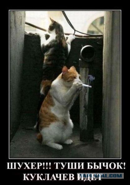 Картинки всякие для поднятия настроения