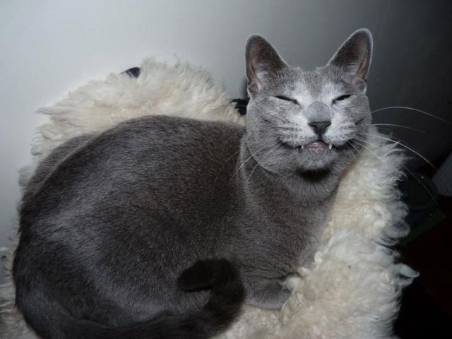 Коты и Кошки