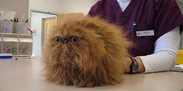 Коты и Кошки