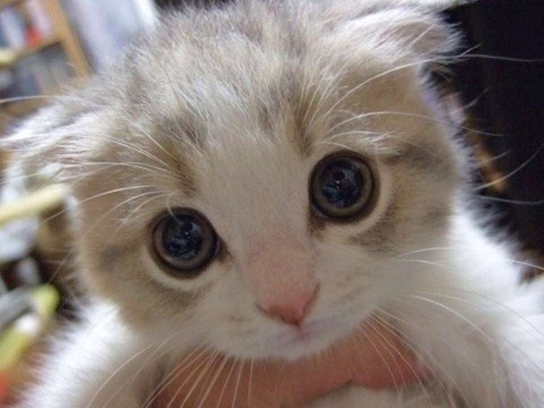 Коты и Кошки