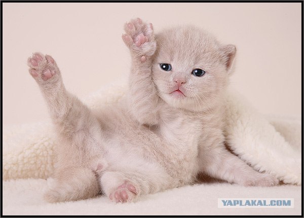 Даёшь Котовторник на ЯПе! (29.07.08)