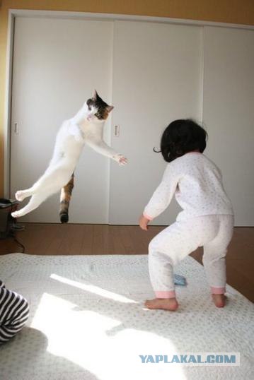 Котовторник на ЯПлакалъ