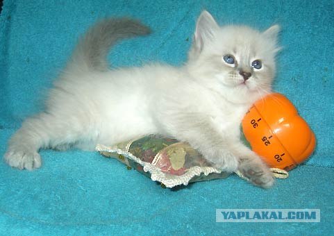 Котовторник (16.09.08)