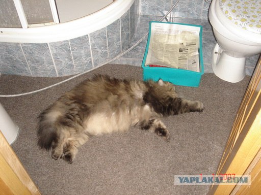 Вторничный котометъ на ЯПлакалъ