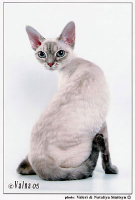 Котовторник (02.06.2009)