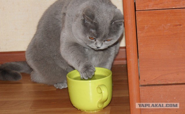 День котов