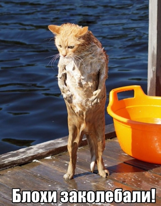 Немного милоты