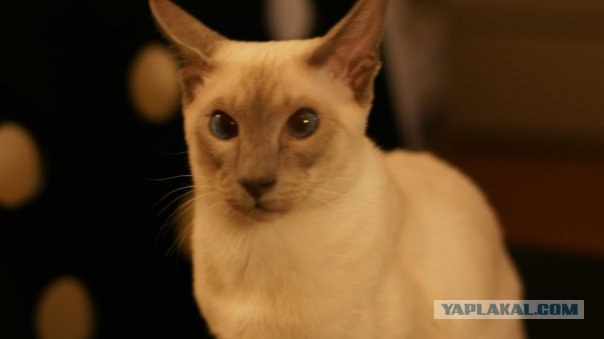 Начинаем котовторник!