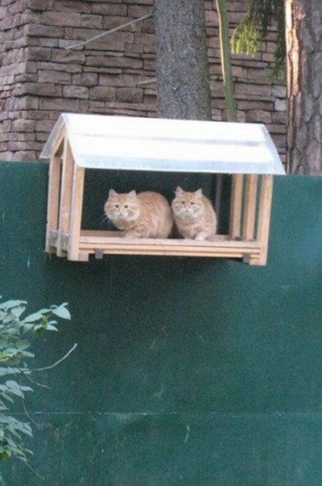 Котовторник! 11.10.11