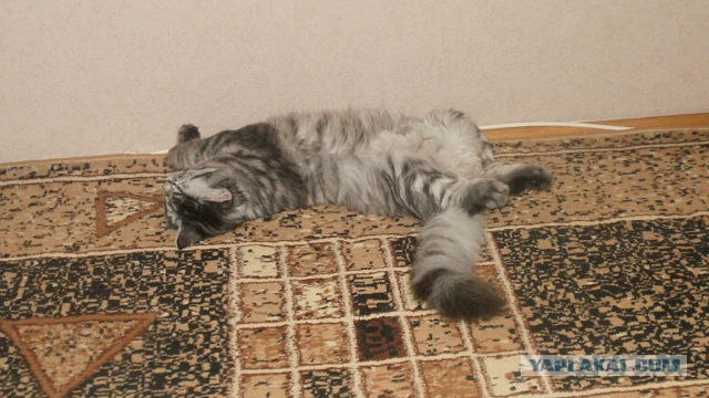 Котовторник (31.01.2012)