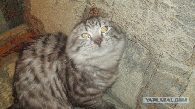 Котовторник (21.02.2012)