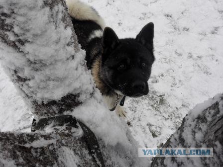 Мой собакочетверг