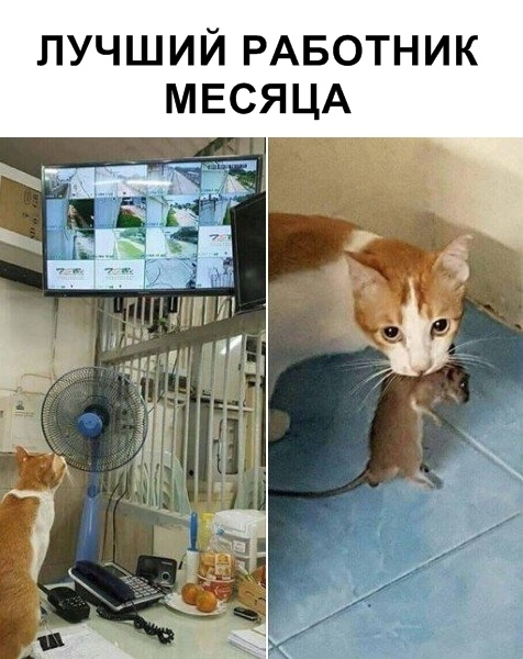Забавные фото котеек