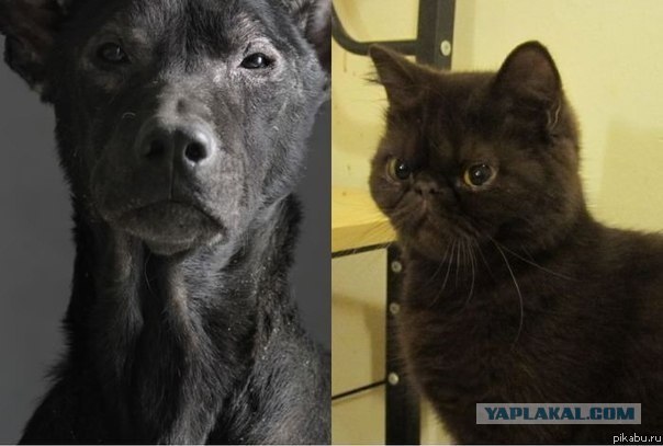 Кошка Люси Лью