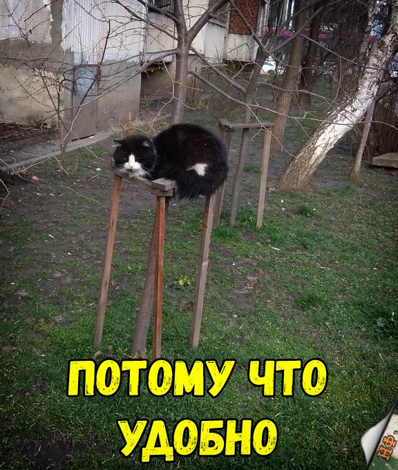 Забавные фото котеек