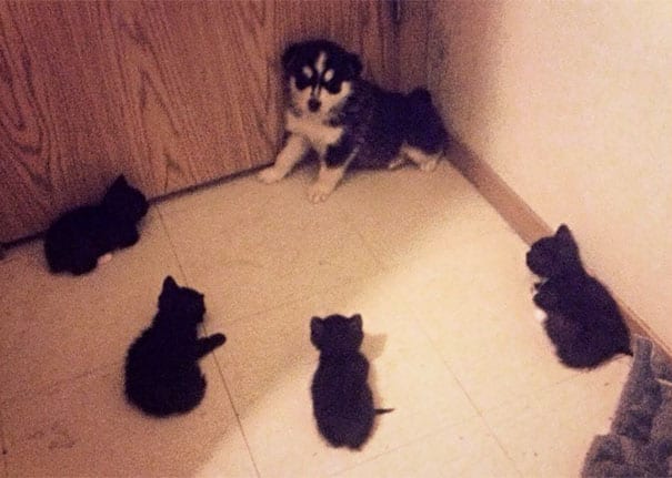 Уже не котовторник, но еще и не собакочетверг