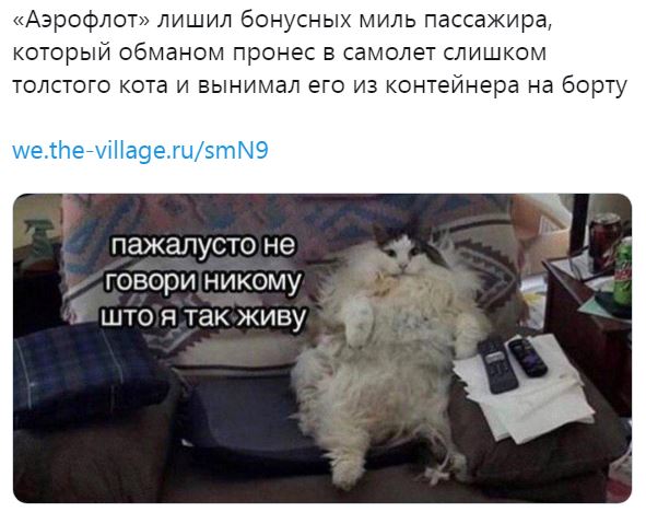 «Сегодня – кот, а завтра – каждый из нас»: реакция соцсетей на конфликт «Аэрофлота» и хозяина толстого кота
