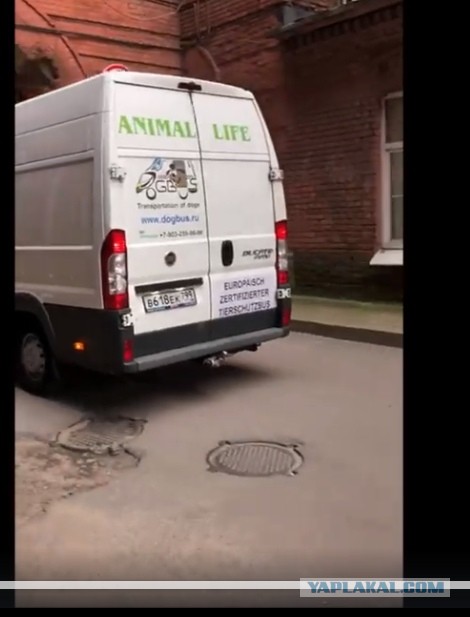 Помогите вернуть кота! Приют "Преданное сердце" украл кота и не отдает!-2