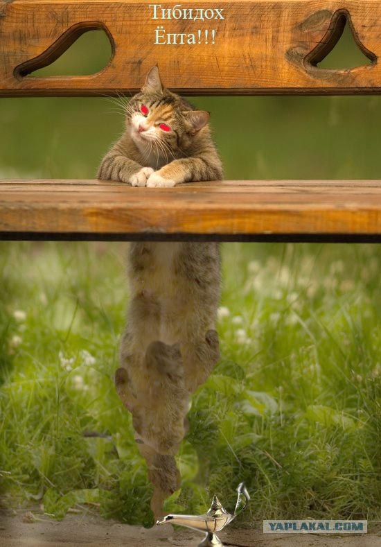 Фотожаба "Кот-коммерсант"