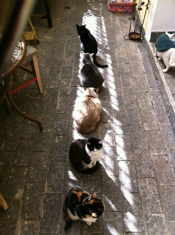 Котейки и солнышко