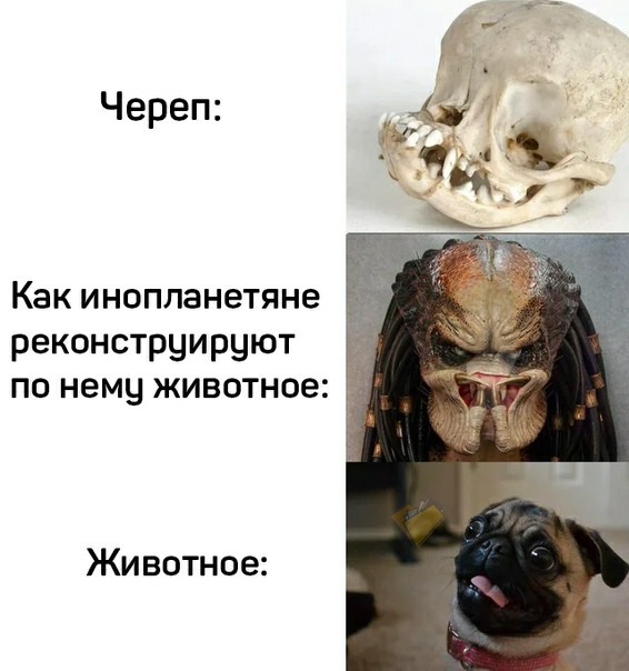 Животные, которые жили в Австралии тысячи лет назад