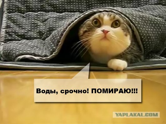 Не будите так рано! (видео)