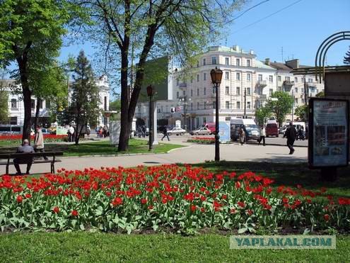 Воровство тюльпанов