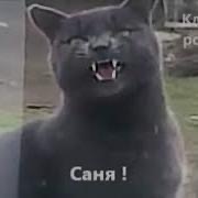 Кот Пиксель возвращается домой после ночной гулянки