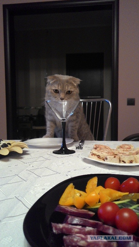 Даёшь котов в этот вторник!