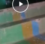 Обычный будний день петербуржца закончился встречей с миловидным, но на самом деле очень опасным, диким животным