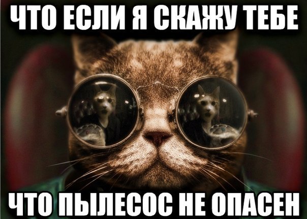 День рождения у Grumpy Cat