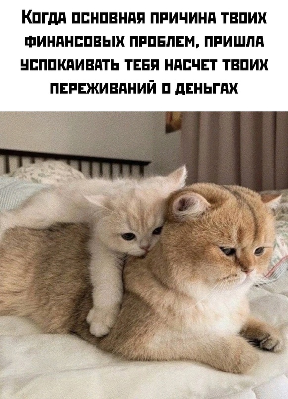 Весёлый полтишок 01.11.23