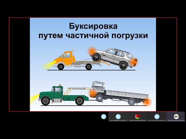 В мире животных