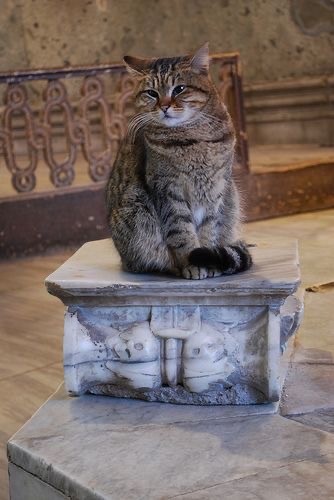 Кошки на развалинах города Помпеи