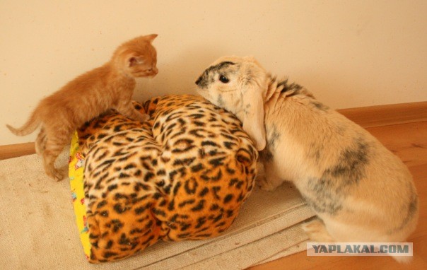 Котовторник 25.06.2013