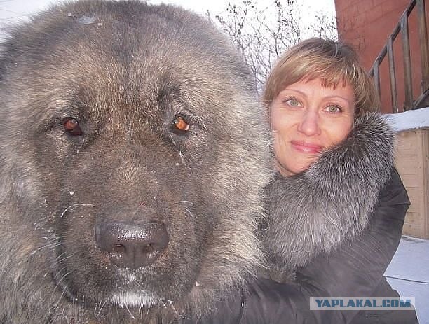 Маламут!