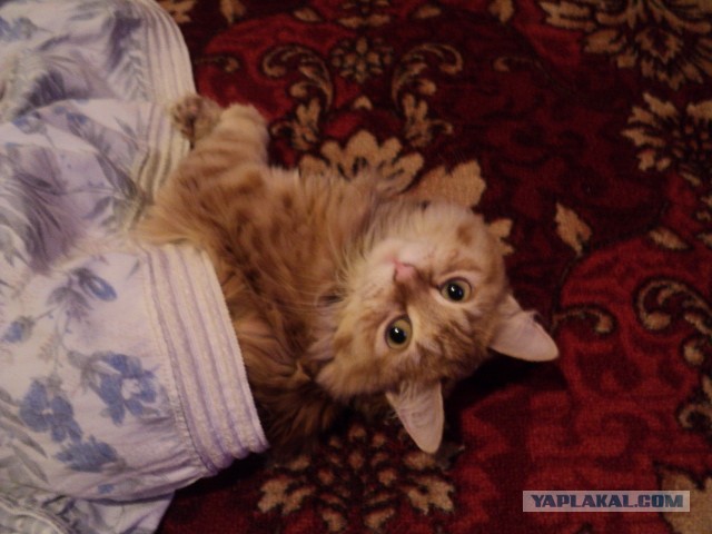 Друзья (котовторник)
