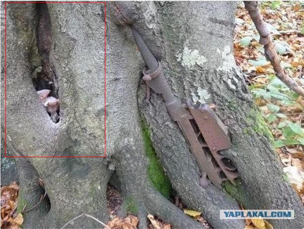 Вросшие в деревья предметы  мест былых боев