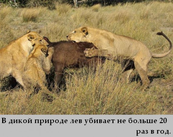 Факты в картинках