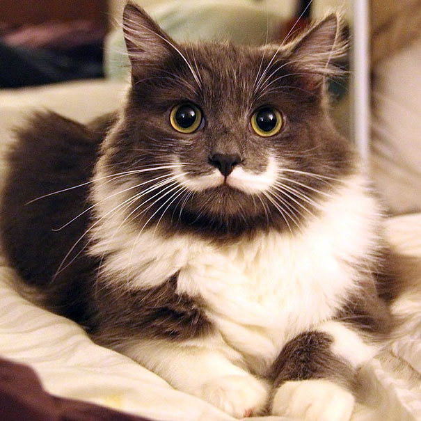 20 самых известных котов в интернете.
